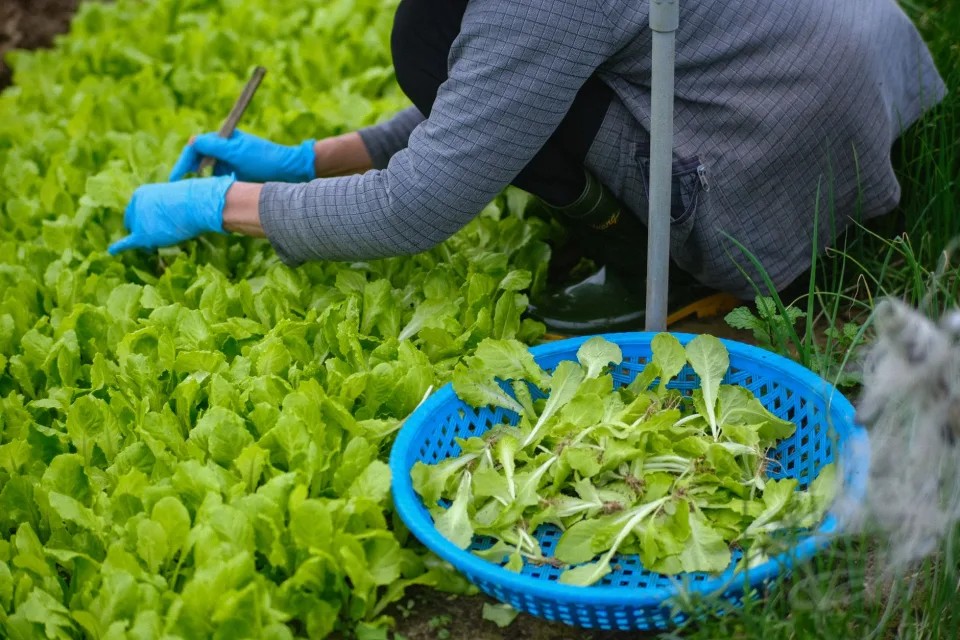 Vườn nhà tại Nguyễn Thị Lan